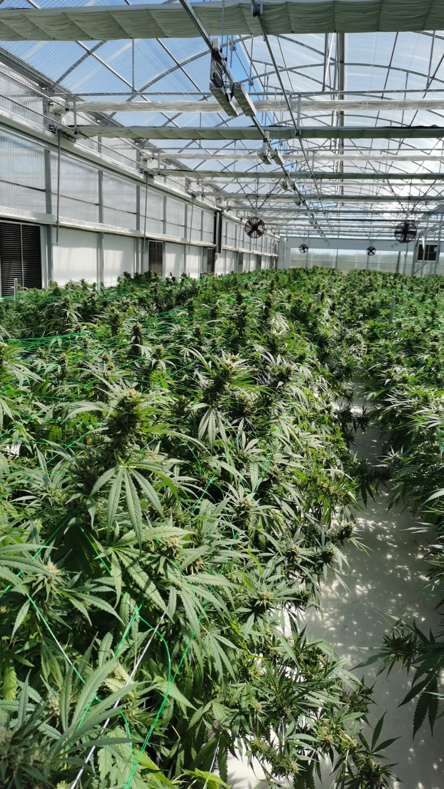 Greenhouse Greenhouse