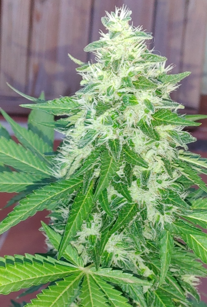 Product cannabis product