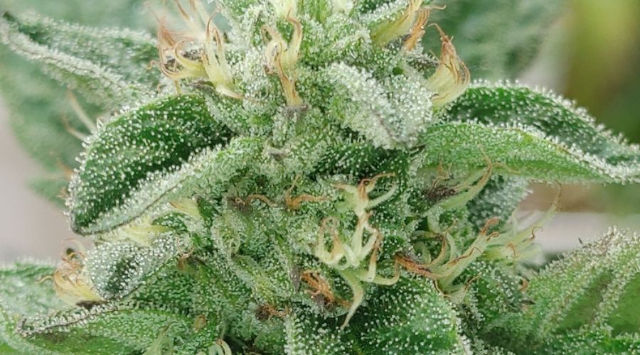cannabis in detail